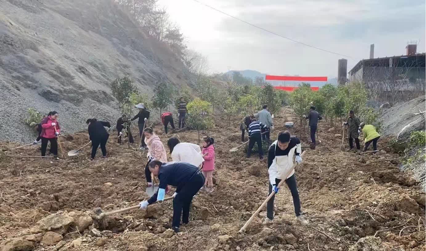 携手植树造林，创建生态家园